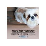 small-breed-lr-adult--4-