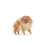 BHN-POMERANIAN-ADULT---ADULTO.png