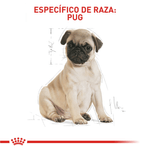 BHN-PUG-PUPPY---CACHORRO.png