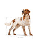 SHN-MEDIUM-ADULT---ADULTO.png