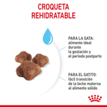 FHN MOTHERANDBABYCAT - CROQUETA